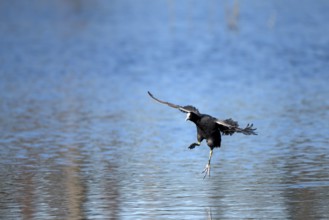 Coot rail, coot grouse (Fulica atra), adult bird, landing, mountain sink area, Bottrop, Ruhr area,