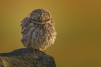 Little owl (Athene noctua) preying, lying in wait at sunset, plumage care, fluffed up up, plumage,