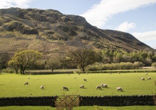 Lakeland scenery, Hallin Fell, Howtown, Ullswater, Lake District national park, Cumbria, England,