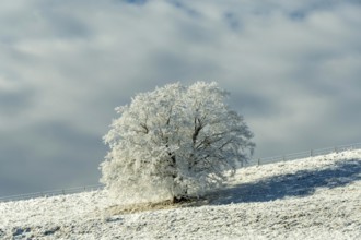 Aubrac plateau, snowy tree, Lozere department, Occitanie, France, Europe