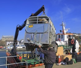 Cow being unloaded from Cape Clear ferry Baltimore harbour, County Cork, Ireland, Irish Republic,