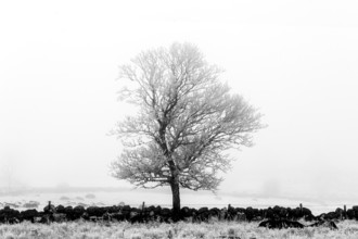 Aubrac plateau. Isolated tree in winter. Lozere department. Occitanie.France