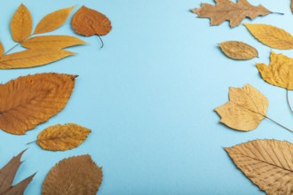 Composition with yellow and brown autumn leaves on blue pastel background. side view, still life,