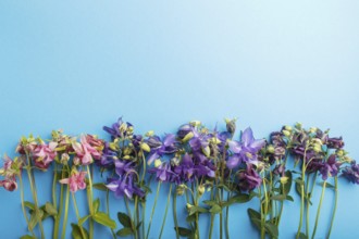 Pink and purple columbine flowers on pastel blue background. Morninig, spring, fashion composition.