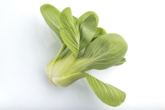 Fresh green bok choy or pac choi chinese cabbage isolated white background. Side view, close up