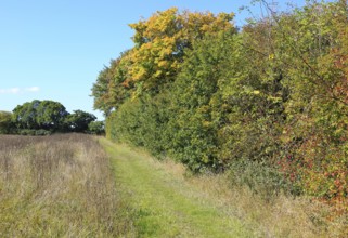 Autumn colours hedgerow bushes and trees path by field, Hoo, Suffolk, England, UK