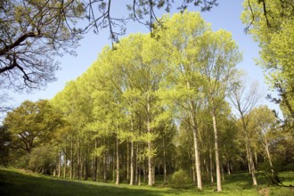 Populus tremula European aspen trees growing in wet land near Kirton Suffolk, England, UK