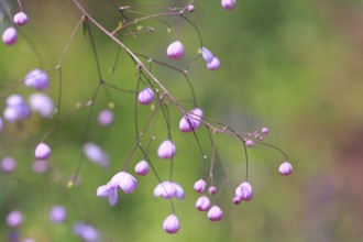 Meadow-rue (Thalictrum), North Rhine-Westphalia, Germany, Europe