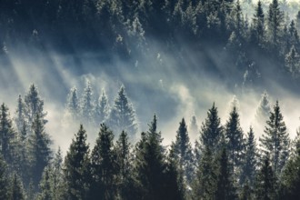 Fog and forest in Oberägeri in the canton of Zug, Switzerland, Europe