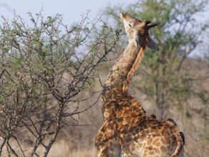 South African giraffe (Giraffa camelopardalis giraffa) with four red-billed oxpeckers (Buphagus