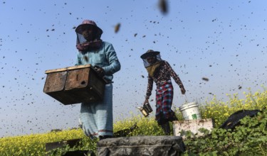 Bee keepers working in a bee farm near a masturd field in a village in Barpeta district of Assam in