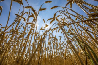 Wheat field, dried up and only low grown, due to the summer drought, drought, in East Westphalia