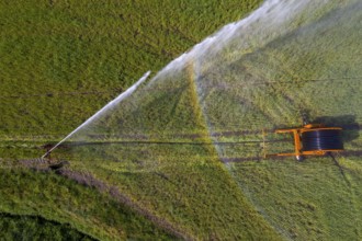 Irrigation of a wheat field on the Lower Rhine, with a mobile irrigation machine, large-area