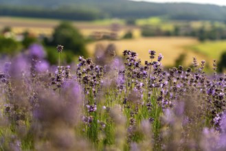 Lavender fields in East Westphalia Lippe, OWL, near the village of Fromhausen, near Detmold, the