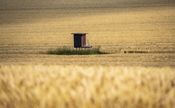 High stand for hunters, in a grain field