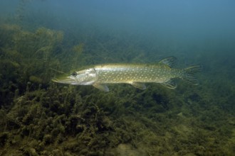 Pike (Esox lucius) Predatory fish in the lake lurking over aquatic plants (Elodea) for prey,