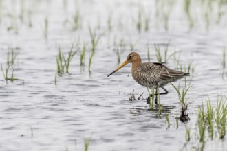 Black-tailed Godwit (Limosa limosa), Lower Saxony, Germany, Europe