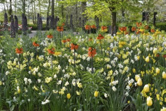 Tulips (Tulipa), daffodils (Narcissus) and kaiser's crown (Fritillaria imperialis) at Keukenhof,