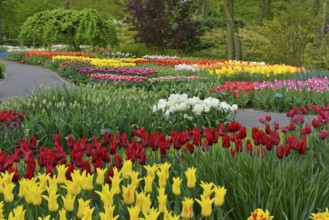 Tulips (Tulipa) at Keukenhof, Lisse, South Holland