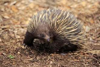 Short-beaked echidna (Tachyglossus aculeatus), adult foraging, Mount Lofty, South Australia,