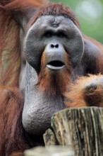 Bornean orangutan (Pongo pygmaeus), adult, male, on tree, portrait, Borneo