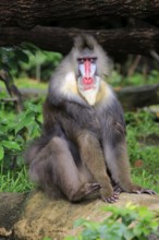 Mandrill (Mandrillus sphinx), adult, male