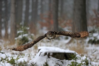 Eurasian Eagle-owl (Bubo bubo), adult flying in winter, in the snow, Zdarske Vrchy,