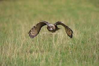 Eurasian Eagle-owl (Bubo bubo), adult flying, Germany, Europe