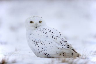 Snowy Owl, Snowy Owl (Nyctea scandiaca), adult resting in the snow, in winter, snow, Zdarske Vrchy,