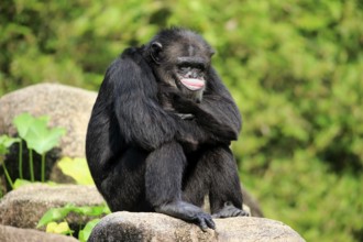 Chimpanzee (Pan troglodytes troglodytes), adult male resting, relaxed