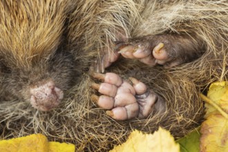 European hedgehog (Erinaceus europaeus) adult animal curled in a ball resting on fallen autumn