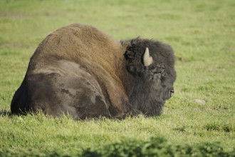 American bison (Bos bison, Bison bison), male, Yellowstone National Park, Wyoming, USA, North