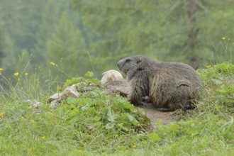 Alpine marmot (Marmota marmota), in front of the burrow on a mountain pasture, Großglockner,