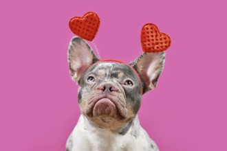 Merle French Bulldog dog wearing Valentine's Day headband with hearts on pink background