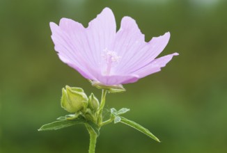 Rose mallow (Malva alcea) or rose mallow, pointed-leaved mallow, Sigmar's mallow or Siegmar's