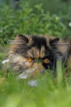 Persian cat, long-haired cat