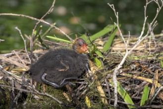 Eurasian Coot rail, coot (Fulica atra), young bird at the nest, Krickenbecker Seen, North