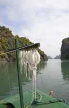 Squid hanging in the sun to dry, behind the karst rocks of Lan Ha Bay, Halong Bay, Vietnam, Asia