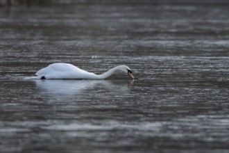 Mute swan (Cygnus olor) adult bird swimming across a frozen lake in the winter, Suffolk, England,