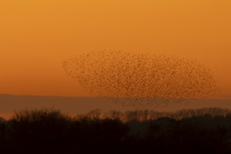 Common starling (Sturnus vulgaris) adult birds flying in a large flock as a murmuration at sunset,