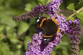 Red admiral butterfly (Vanessa atalanta) adult insect feeding on a purple garden Buddleja flower,