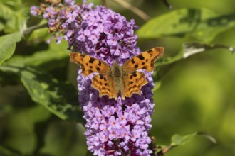 Comma butterfly (Polygonia c-album) adult insect feeding on purple Buddleja flowers in a garden,