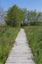 Circular hiking trail, trees, grass, wooden footbridge, Darßer Ort, Born a. Darß,