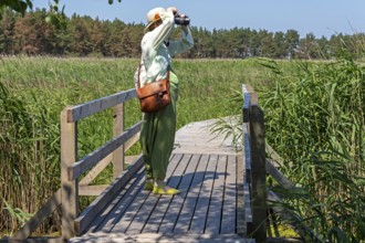 Woman photographed, bridge, wooden footbridge, reed grass, trees, circular hiking trail, Darßer