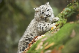 Snow leopard (Panthera uncia) or (Uncia uncia) cute cub in a forest, captive