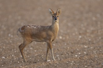 Chinese water deer (Hydropotes inermis) adult animal standing in a ploughed farmland field,