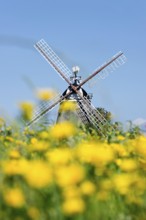 Windmill, Oldsum, Föhr, North Frisian Islands, North Frisia, Schleswig-Holstein, Germany, Europe