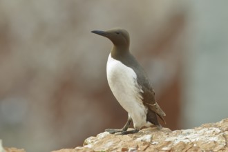 Common guillemot (Uria aalge), adult, on sandstone cliffs on the steep coast, Heligoland, North