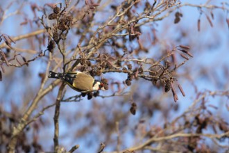 European goldfinch (Carduelis carduelis) adult bird in an Alder tree, Suffolk, England, United