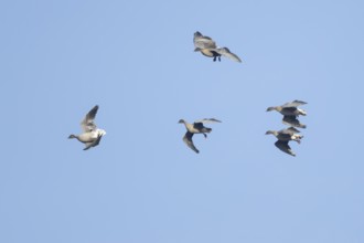 Pink-footed goose (Anser brachyrhynchus) five adult birds flying in a flock or skein, Norfolk,